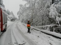 06.01.2012 – Umgestürzte Bäume