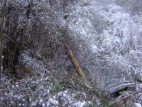 07.01.2012 - Baum auf Wohnhaus