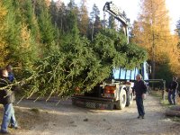 19.11.2011 - Christbaum aufstellen